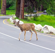 Cherry Hill Car Accident Lawyers offer safety tips for deer season.